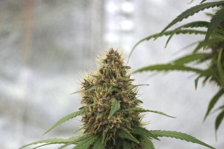 Dognabis 035 Permanent Marker (Zamnesia). Week 12 - Permanent Marker #1