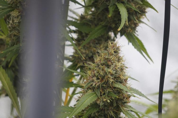 Dognabis 035 Permanent Marker (Zamnesia). Week 12 - Permanent Marker #1