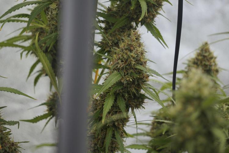 Dognabis 035 Permanent Marker (Zamnesia). Week 12 - Permanent Marker #1