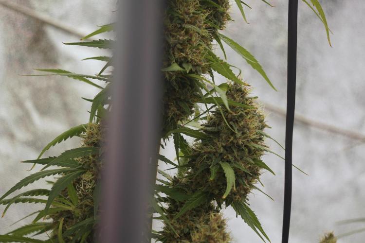 Dognabis 035 Permanent Marker (Zamnesia). Week 12 - Permanent Marker #1