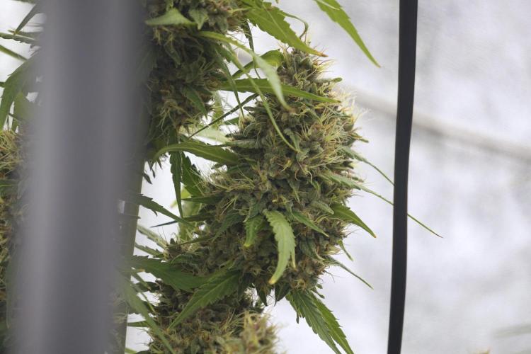 Dognabis 035 Permanent Marker (Zamnesia). Week 12 - Permanent Marker #1