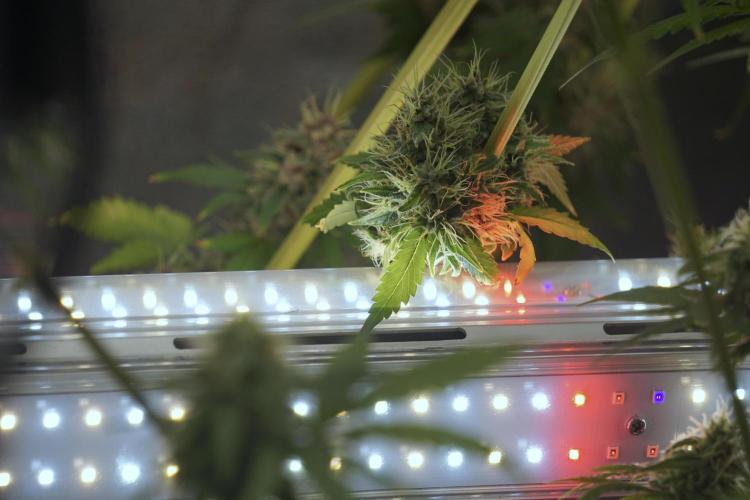 Dognabis 035 Permanent Marker (Zamnesia). Week 12 - Permanent Marker #1