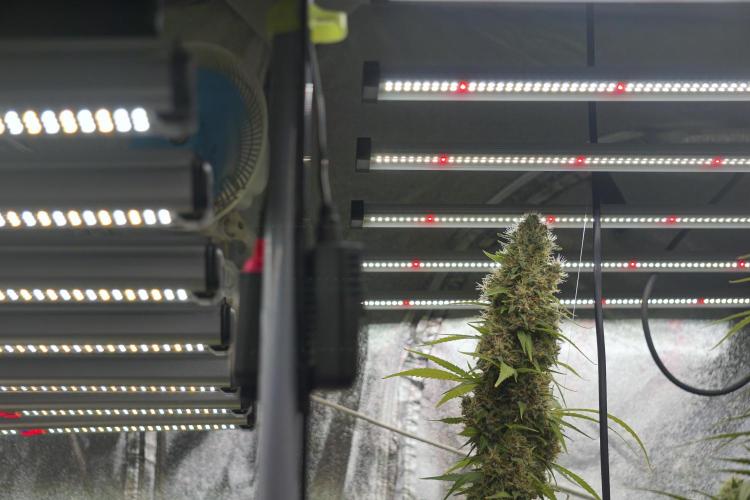 Dognabis 035 Permanent Marker (Zamnesia). Week 12 - Permanent Marker #1