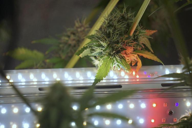 Dognabis 035 Permanent Marker (Zamnesia). Week 12 - Permanent Marker #1