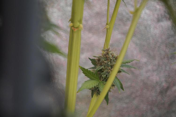 Dognabis 035 Permanent Marker (Zamnesia). Week 12 - Permanent Marker #1