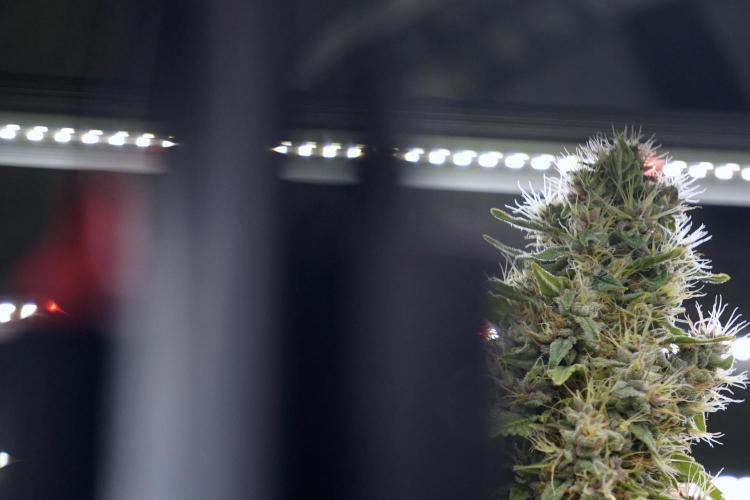 Dognabis 035 Permanent Marker (Zamnesia). Week 12 - Permanent Marker #1