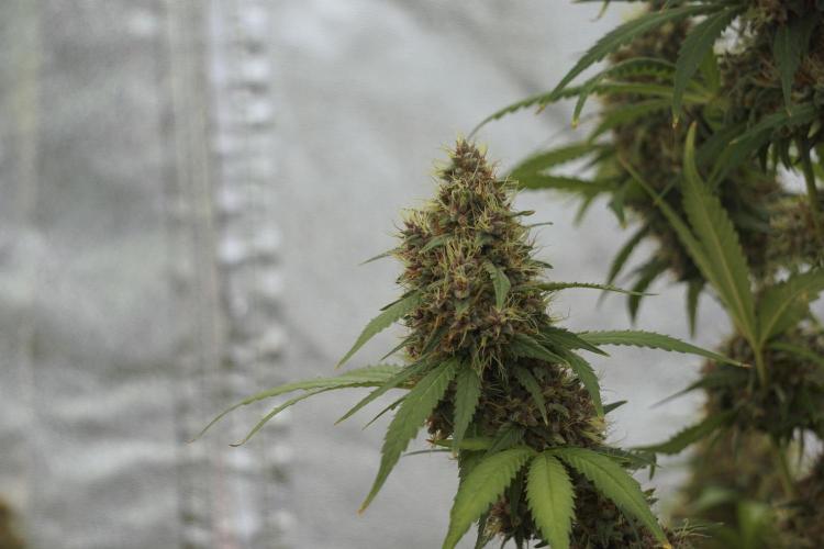 Dognabis 035 Permanent Marker (Zamnesia). Week 12 - Permanent Marker #1