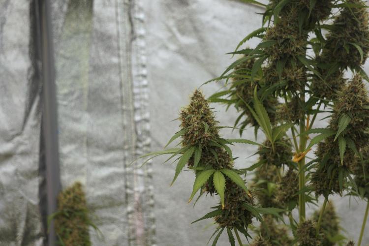 Dognabis 035 Permanent Marker (Zamnesia). Week 12 - Permanent Marker #1