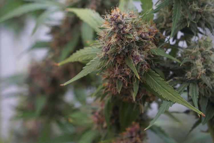 Dognabis 035 Permanent Marker (Zamnesia). Week 12 - Permanent Marker #1