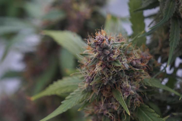 Dognabis 035 Permanent Marker (Zamnesia). Week 12 - Permanent Marker #1