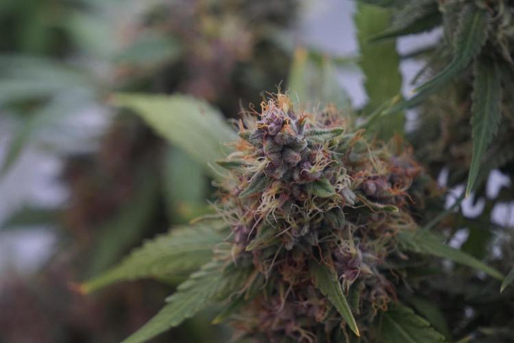 Dognabis 035 Permanent Marker (Zamnesia). Week 12 - Permanent Marker #1