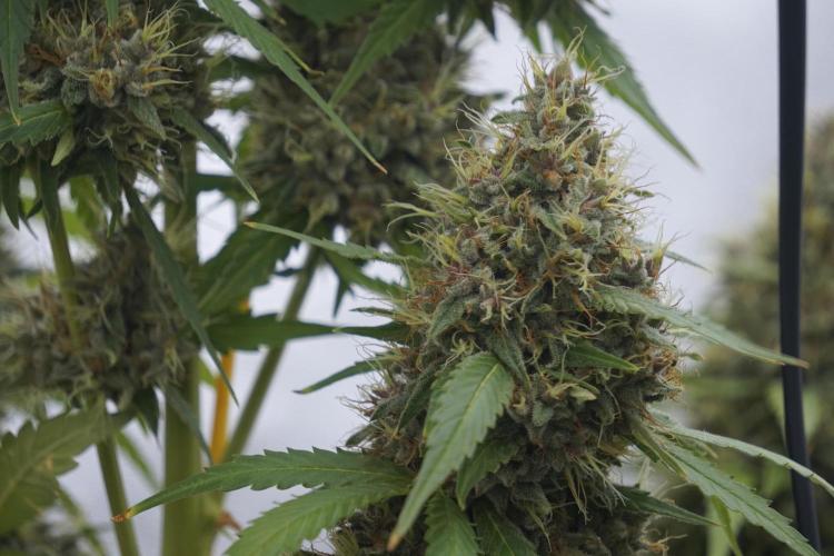 Dognabis 035 Permanent Marker (Zamnesia). Week 12 - Permanent Marker #1