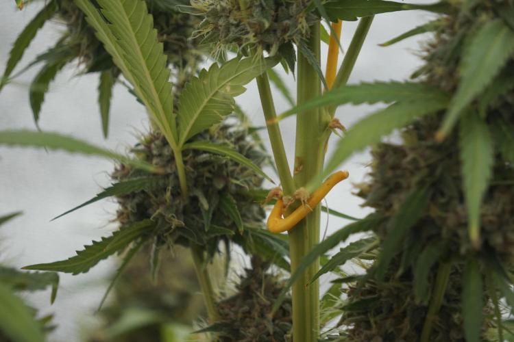 Dognabis 035 Permanent Marker (Zamnesia). Week 12 - Permanent Marker #1