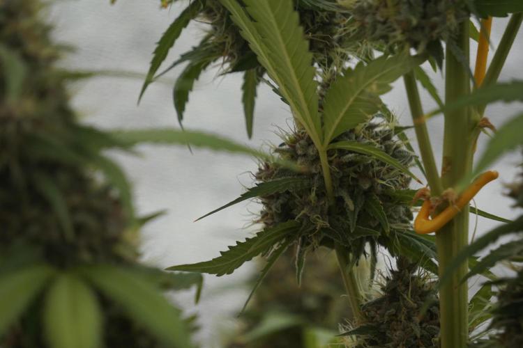 Dognabis 035 Permanent Marker (Zamnesia). Week 12 - Permanent Marker #1