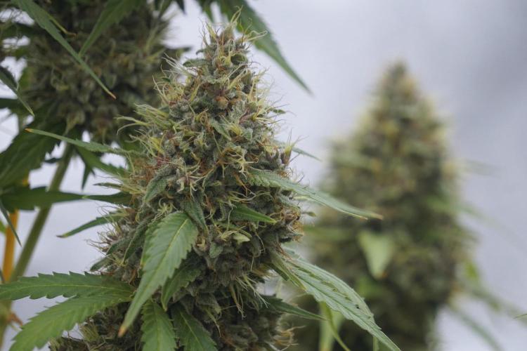 Dognabis 035 Permanent Marker (Zamnesia). Week 12 - Permanent Marker #1