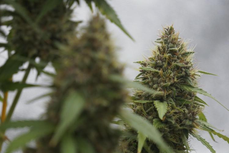 Dognabis 035 Permanent Marker (Zamnesia). Week 12 - Permanent Marker #1