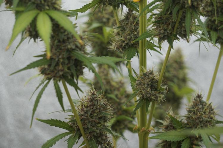 Dognabis 035 Permanent Marker (Zamnesia). Week 12 - Permanent Marker #1