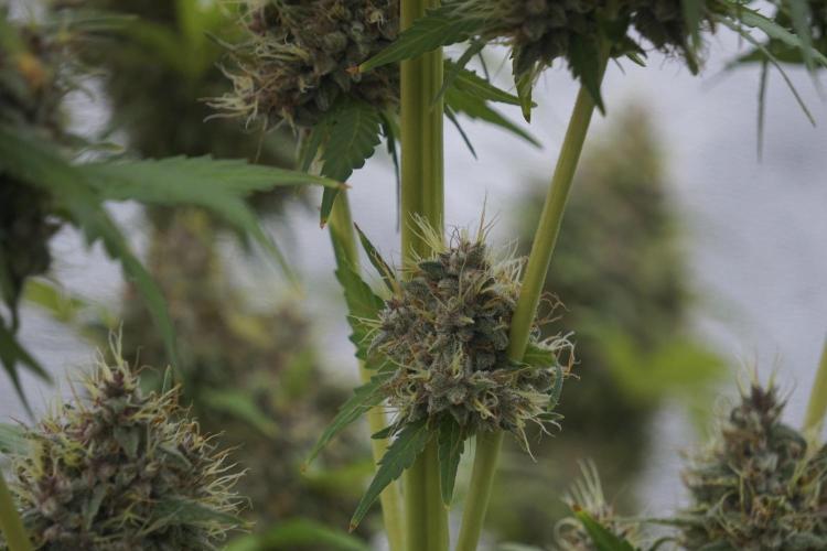 Dognabis 035 Permanent Marker (Zamnesia). Week 12 - Permanent Marker #1