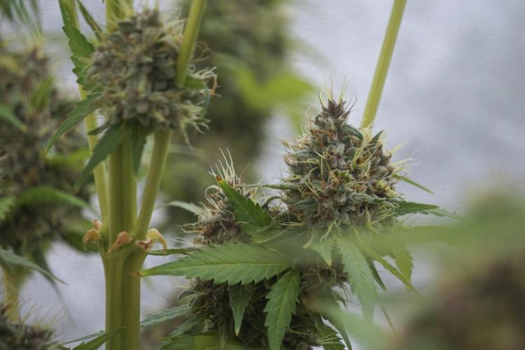 Dognabis 035 Permanent Marker (Zamnesia). Week 12 - Permanent Marker #1