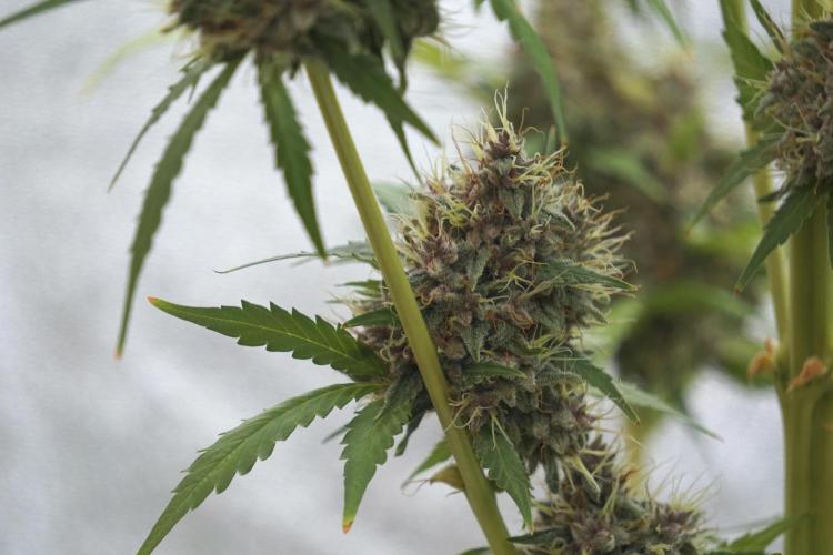 Dognabis 035 Permanent Marker (Zamnesia). Week 12 - Permanent Marker #1