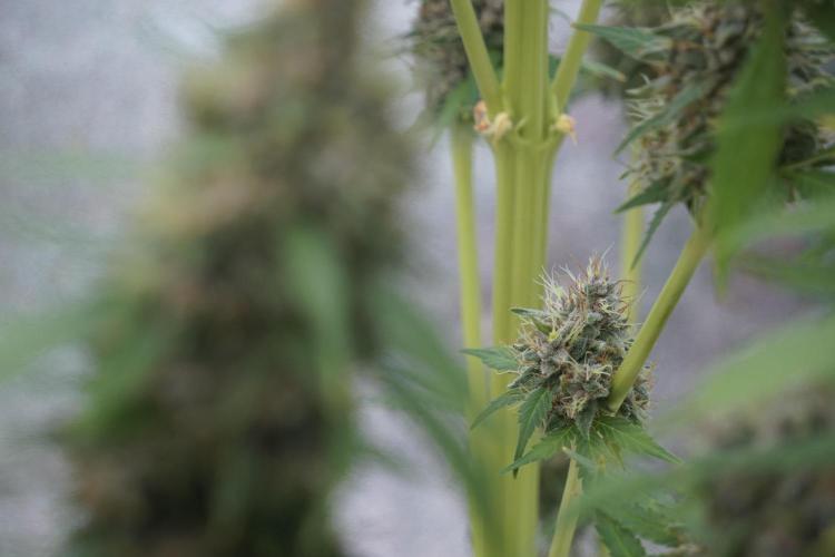 Dognabis 035 Permanent Marker (Zamnesia). Week 12 - Permanent Marker #1