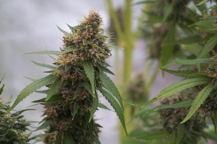 Dognabis 035 Permanent Marker (Zamnesia). Week 12 - Permanent Marker #1