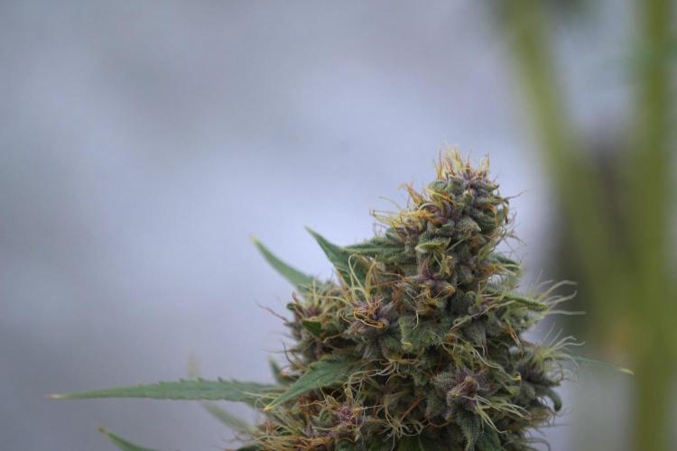 Dognabis 035 Permanent Marker (Zamnesia). Week 12 - Permanent Marker #1