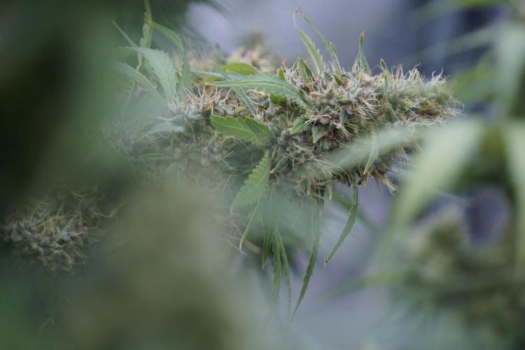 Dognabis 035 Permanent Marker (Zamnesia). Week 12 - Permanent Marker #1