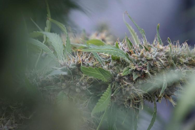 Dognabis 035 Permanent Marker (Zamnesia). Week 12 - Permanent Marker #1