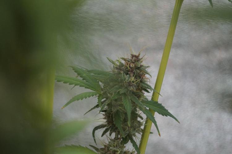 Dognabis 035 Permanent Marker (Zamnesia). Week 12 - Permanent Marker #1