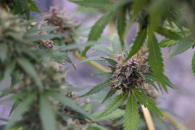 Dognabis 035 Permanent Marker (Zamnesia). Week 12 - Permanent Marker #1