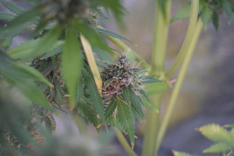 Dognabis 035 Permanent Marker (Zamnesia). Week 12 - Permanent Marker #1