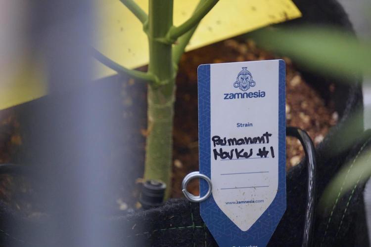 Dognabis 035 Permanent Marker (Zamnesia). Week 12 - Permanent Marker #1