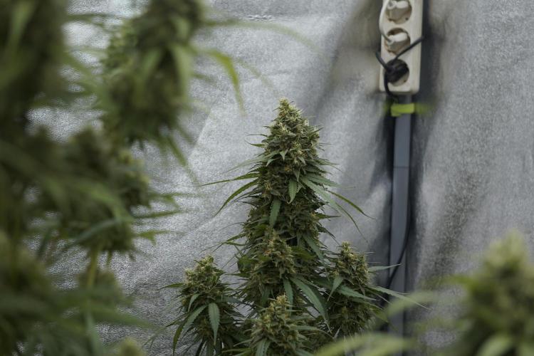 Dognabis 035 Permanent Marker (Zamnesia). Week 12 - Permanent Marker #2