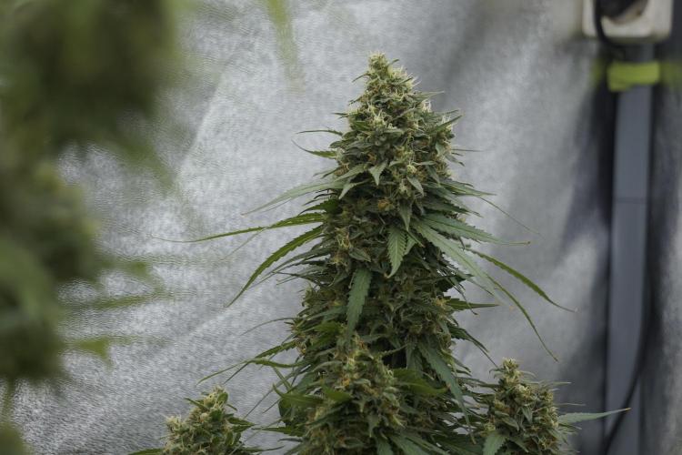 Dognabis 035 Permanent Marker (Zamnesia). Week 12 - Permanent Marker #2