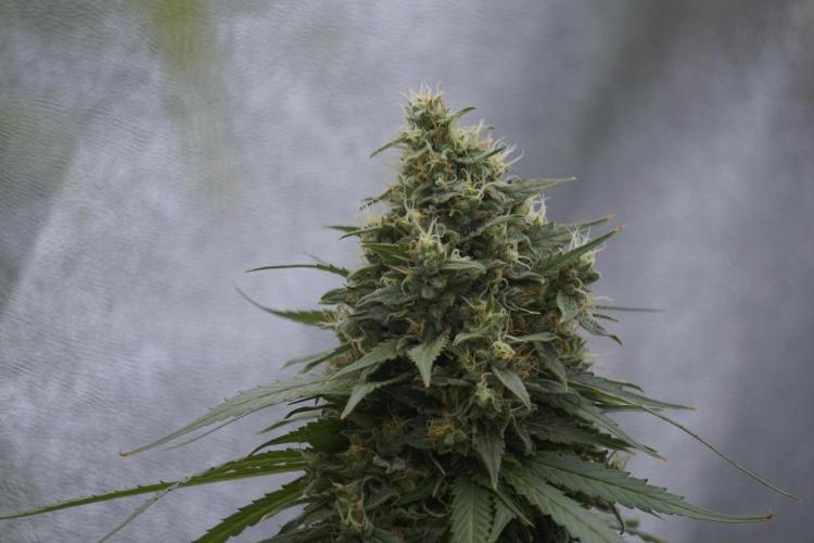 Dognabis 035 Permanent Marker (Zamnesia). Week 12 - Permanent Marker #2