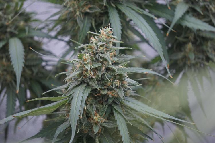 Dognabis 035 Permanent Marker (Zamnesia). Week 12 - Permanent Marker #2