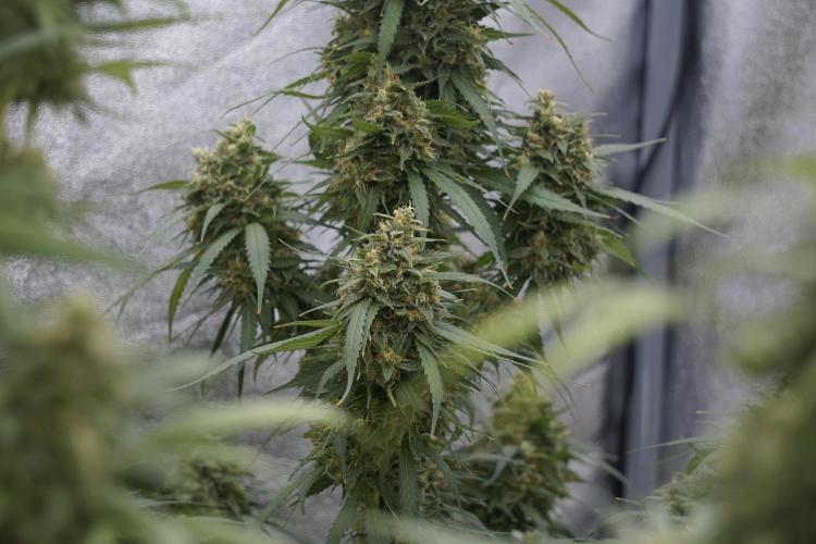 Dognabis 035 Permanent Marker (Zamnesia). Week 12 - Permanent Marker #2