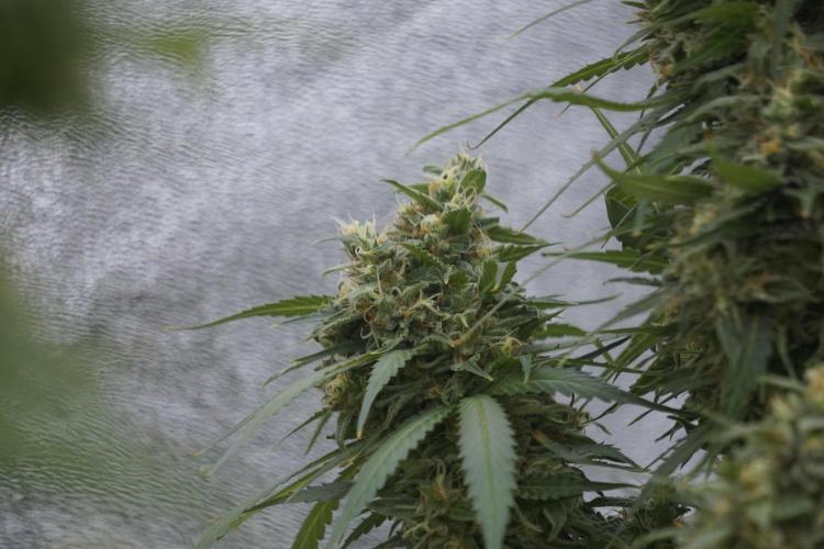 Dognabis 035 Permanent Marker (Zamnesia). Week 12 - Permanent Marker #2