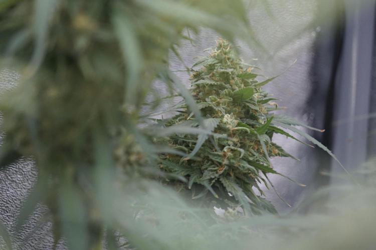 Dognabis 035 Permanent Marker (Zamnesia). Week 12 - Permanent Marker #2