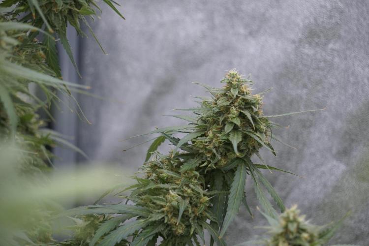 Dognabis 035 Permanent Marker (Zamnesia). Week 12 - Permanent Marker #2