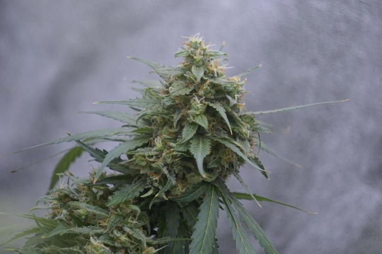 Dognabis 035 Permanent Marker (Zamnesia). Week 12 - Permanent Marker #2