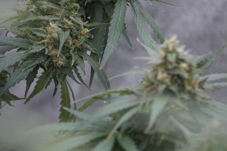 Dognabis 035 Permanent Marker (Zamnesia). Week 12 - Permanent Marker #2