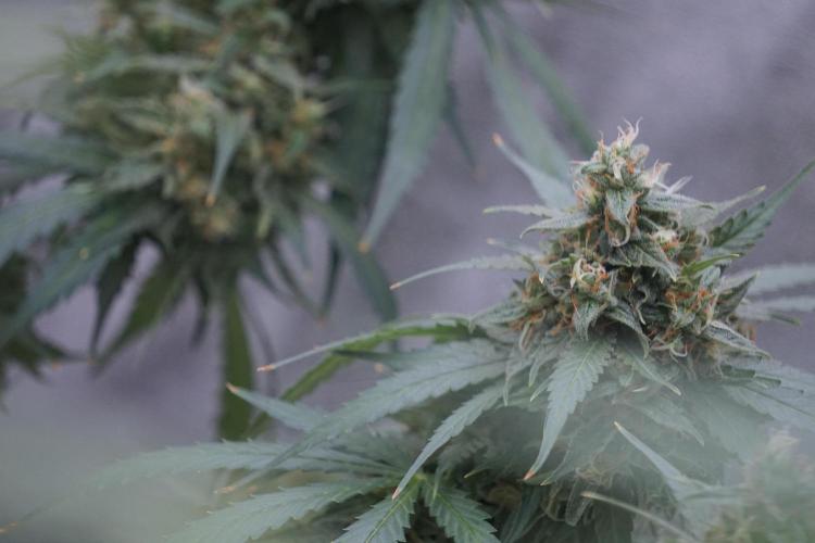 Dognabis 035 Permanent Marker (Zamnesia). Week 12 - Permanent Marker #2