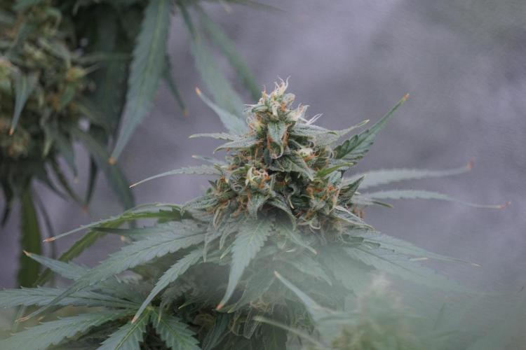 Dognabis 035 Permanent Marker (Zamnesia). Week 12 - Permanent Marker #2