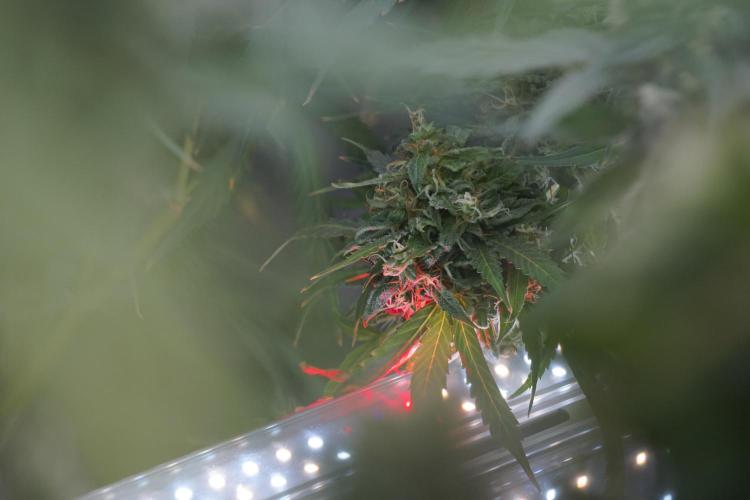 Dognabis 035 Permanent Marker (Zamnesia). Week 12 - Permanent Marker #2