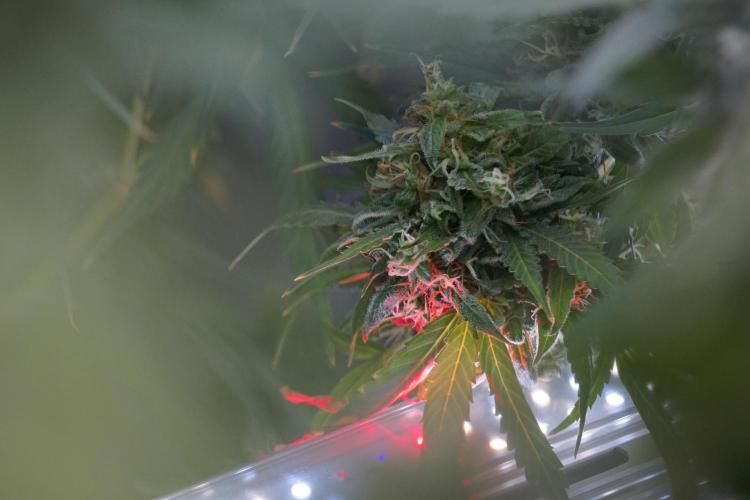 Dognabis 035 Permanent Marker (Zamnesia). Week 12 - Permanent Marker #2