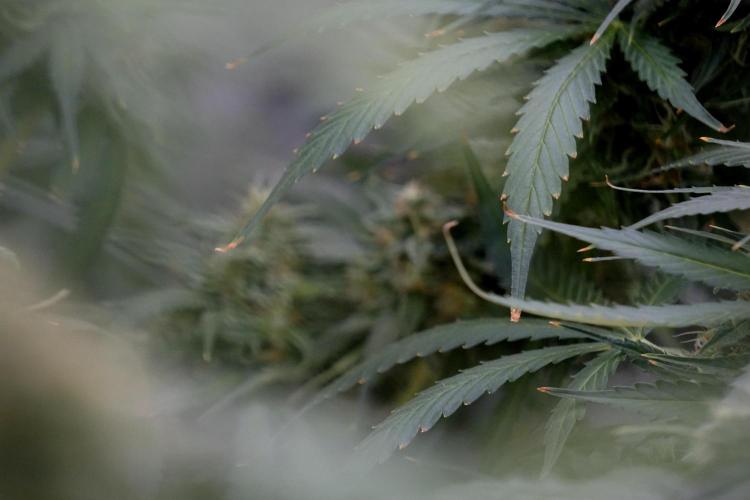 Dognabis 035 Permanent Marker (Zamnesia). Week 12 - Permanent Marker #2