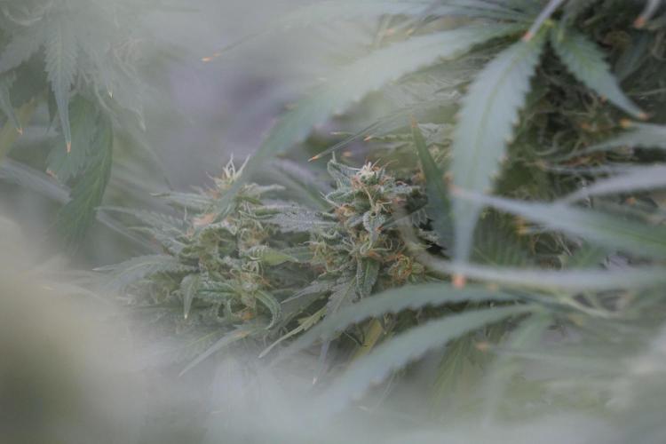 Dognabis 035 Permanent Marker (Zamnesia). Week 12 - Permanent Marker #2