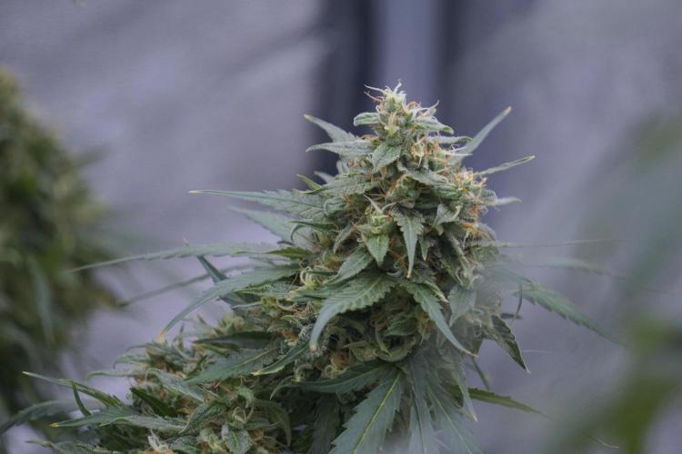 Dognabis 035 Permanent Marker (Zamnesia). Week 12 - Permanent Marker #2